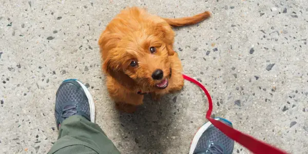 Puppy Training Essentials Potty Training Workshop